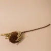 Banksia Brown Flower Stem