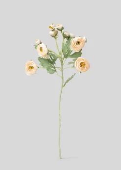 Blooming Ranunculus Flowers in Blush