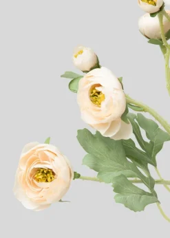 Blooming Ranunculus Flowers in Blush