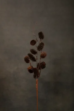 Botanical Sage Flower Stem