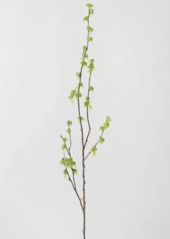 Branch with Green Buds