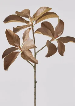 Magnolia Leaf Branch