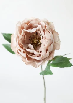 Peony Flower in Taupe Mauve